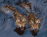 Картина по номерам GX5729 "Мощные тигры в воде" - 0