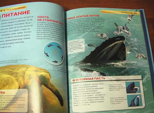 Детская энциклопедия "Киты и дельфины" - 2