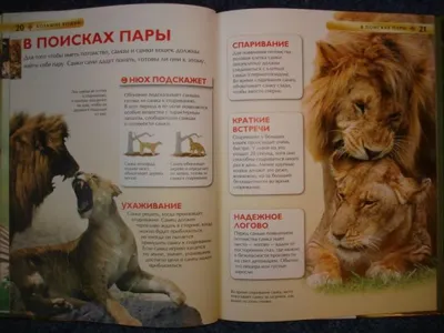 Детская энциклопедия - БОЛЬШИЕ КОШКИ