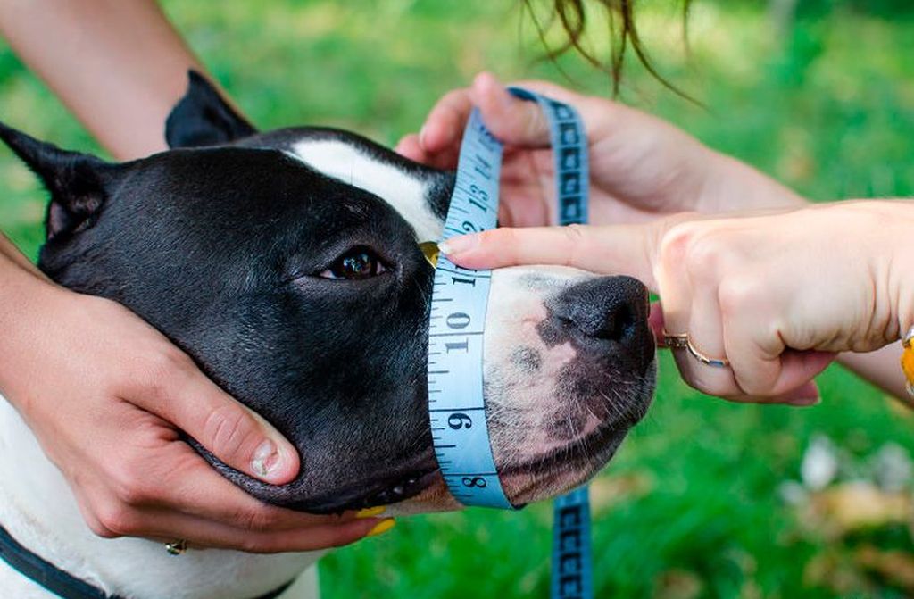 Как подобрать намордник для собаки по размеру