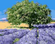 Картина по номерам MG7628 "Дерево на лавандовом поле" - 0