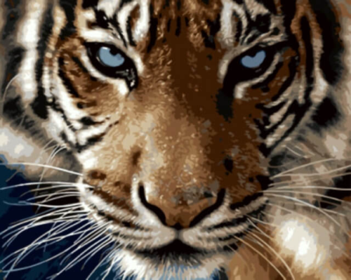 Картина по номерам GX8767 "Взгляд тигра" - 0