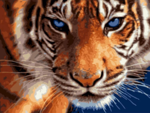 Картина по номерам EX5808 "Взгляд тигра" - 0
