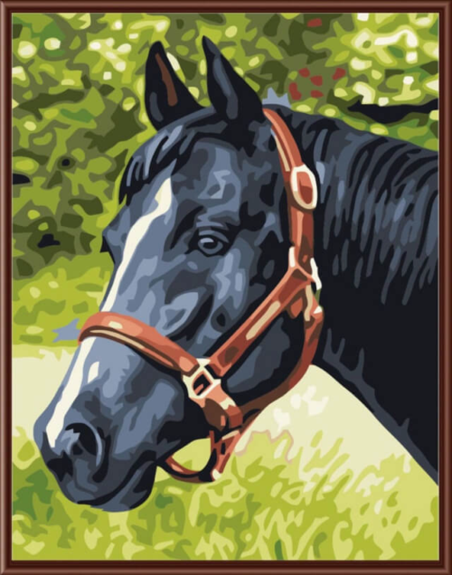 Картина по номерам EX5079 "Черный конь" - 0