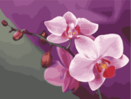 Картина по номерам MG1081 "Розовые орхидеи" - 0