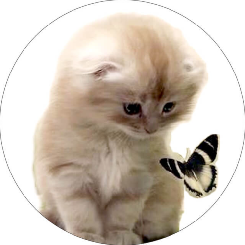 Вышивка крестиком VC010 "Милый котенок с бабочкой" - 0