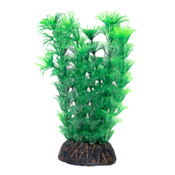 Растение - Амбулия зеленая (20cм)