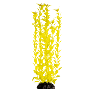Растение - Людвигия ярко-желтая (40см)