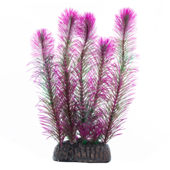 Растение - Перистолистник фиолетовый (20см)