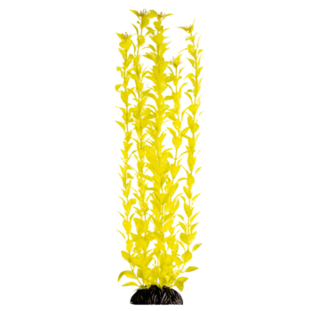 Растение - Людвигия ярко-желтая (50см)