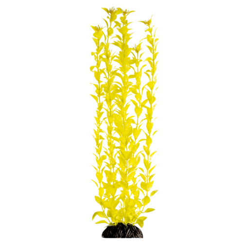 Растение - Людвигия ярко-желтая (50см) - 0