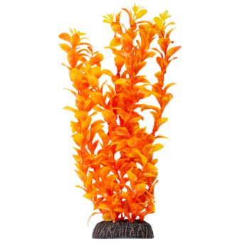 Растение - Людвигия ярко-оранжевая (30см)