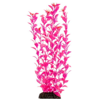 Растение - Людвигия ярко-розовая (50см)
