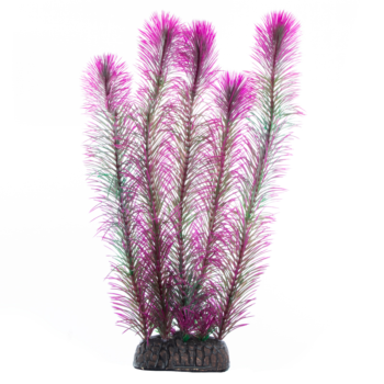 Растение - Перистолистник фиолетовый (30см)