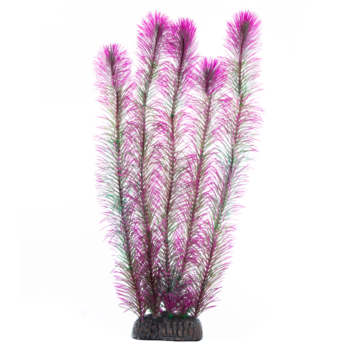 Растение - Перистолистник фиолетовый (40см)