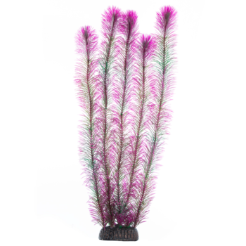Растение - Перистолистник фиолетовый (50см)