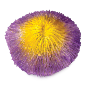 Коралл искусственный "Фунгия", желто-фиолетовая, 100*40*100мм