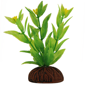 Растение Альтернантера зеленая цветущая - 8см