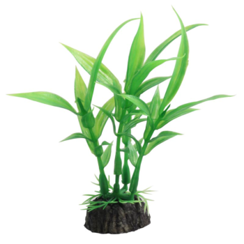 Растение Гигрофила зеленая - 10см