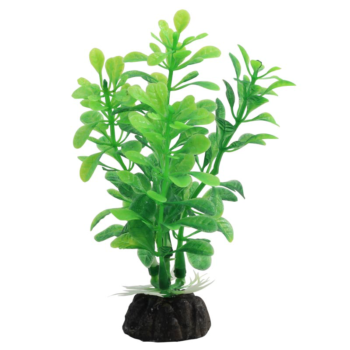 Растение 1030LD - Альтернантера зеленая (10см)