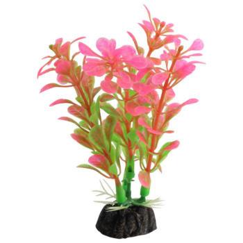 Растение Альтернантера розовая - 10см