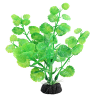 Растение Щитолистник зеленый - 10см - 0