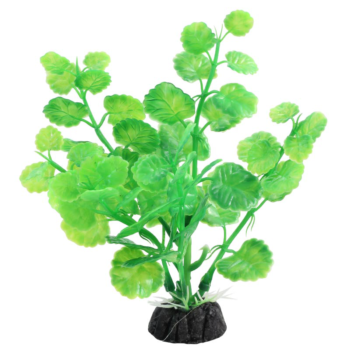 Растение Щитолистник зеленый - 10см