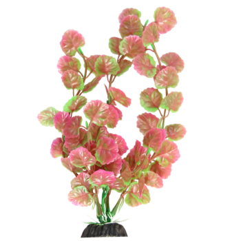 Растение 1035LD - Щитолистник розово-зеленый (30см)