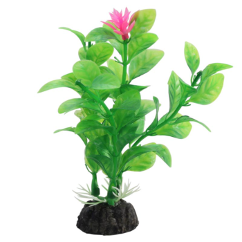 Растение Незея цветущая - 10см
