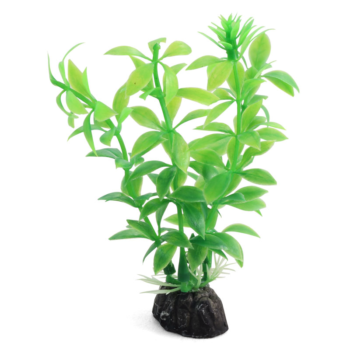 Растение 1047LD - Гемиантус зеленый (10см)
