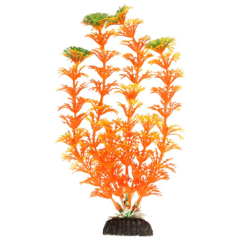 Растение 1059LD - Амбулия оранжевая (20см)