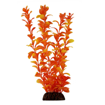 Растение 13035 - Людвигия оранжевая (10см)
