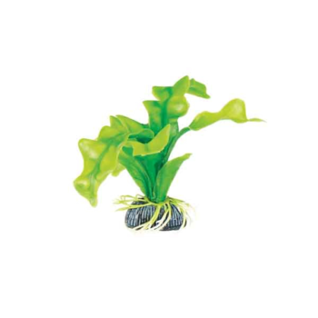 Растение 1314 - Апоногетон зеленый (10см)