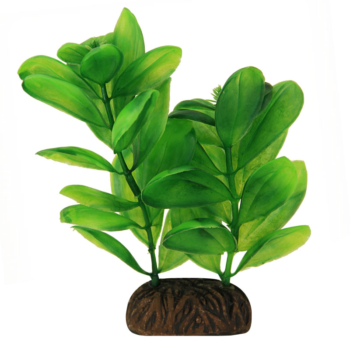 Растение 1363 - Самолюс зеленый (10см)