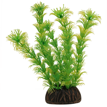 Растение Амбулия жёлто-зеленая - 10см