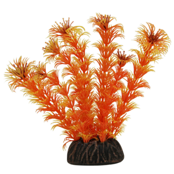 Растение 1368 - Амбулия оранжевая (10см)