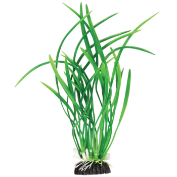 Растение 1374 - Бликса зеленая (10см)