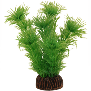Растение Амбулия зеленая - 10см