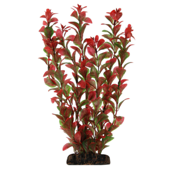 Растение Людвигия красная - 10см