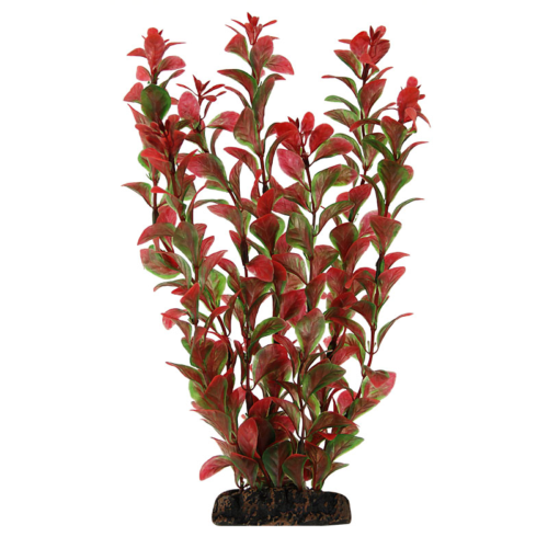 Растение Людвигия красная - 10см - 0