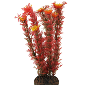 Растение Амбулия красная - 10см