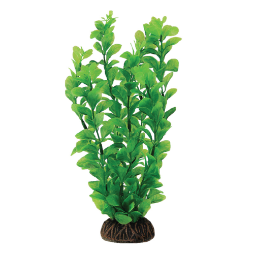 Растение Людвигия зеленая - 20см - 0