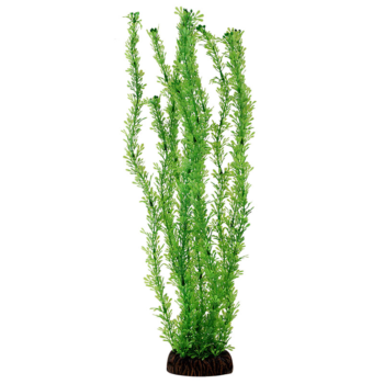 Растение Лигодиум зеленый - 20см
