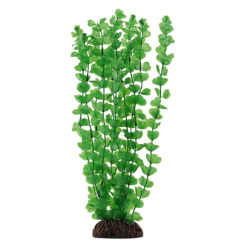 Растение Бакопа зеленая - 20см