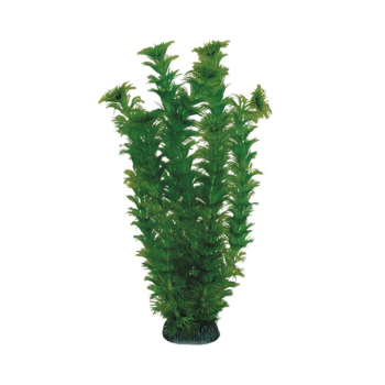 Растение 1993 - Амбулия зеленая (20см)