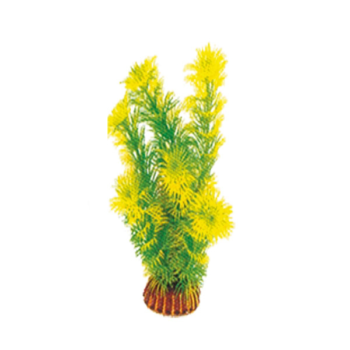 Растение Амбулия жёлто-зеленая - 20см
