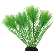 Растение Эгерия зеленая - 25см - 0