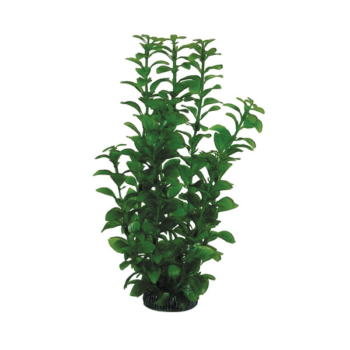 Растение 2953 - Людвигия зеленая (30см)