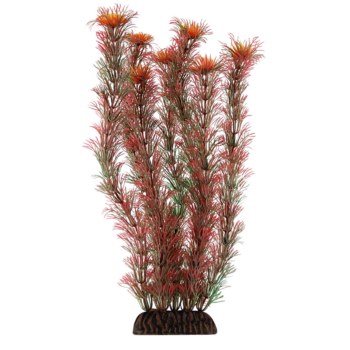 Растение 2955 - Амбулия красная (30см)