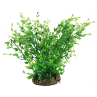 Растение 30001AP с распылителем - Гигрофила цветущая (30см) - 0